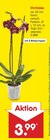 Orchidee Angebote bei Netto Marken-Discount Borken für 3,99 €
