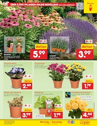 Chrysantheme Angebot & Preis im aktuellen Netto Marken-Discount Prospekt Chrysantheme Angebot im aktuellen Netto Marken-Discount Prospekt auf Seite 58