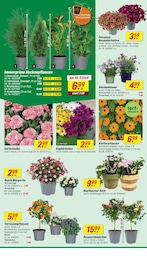 toom Baumarkt Blumen im Prospekt 