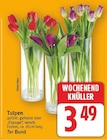 Tulpen im aktuellen E center Prospekt