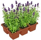 Lavendel im Angebot bei Kaufland in Oldenburg Lavendel Angebote bei Kaufland Oldenburg für 3,49 €