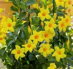 Gelber Dipladenia-Doppelbogen von Kölles Beste im aktuellen Pflanzen Kölle Prospekt