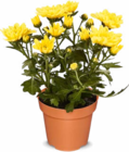 Aktuelles Chrysanthemen Angebot bei Netto Marken-Discount in Oberhausen ab 1,79 €