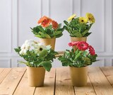 Gerberas - U Express à Strasbourg Gerberas en promo chez U Express Strasbourg à 3,99 €