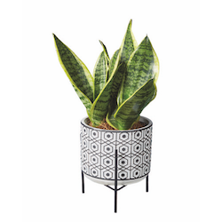 Grünpflanze in Schwarz-Weiß-Keramik