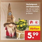 Aktuelles Herbstgnom mit Kalanchoe Angebot bei Netto Marken-Discount in Saarbrücken ab 5,99 €