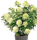 Thomas Philipps Ritschenhausen - Rispenhortensie Angebot im Prospekt Rispenhortensie bei Thomas Philipps im Ritschenhausen Prospekt für 6,99 €