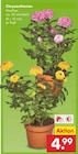 Chrysanthemen PonPon im Netto Marken-Discount Prospekt Chrysanthemen PonPon von im aktuellen Netto Marken-Discount Prospekt für 4,99 €