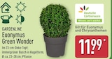 Euonymus Green Wonder im ALDI Nord Prospekt Euonymus Green Wonder von GARDENLINE im aktuellen ALDI Nord Prospekt für 11,99 €