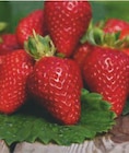 Plants de fraisiers dans le catalogue Hyper U