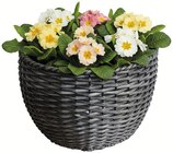 Aktuelles Polyrattan-Blumentopf Ø33x19cm Angebot bei Wreesmann in Cottbus ab 14,99 €