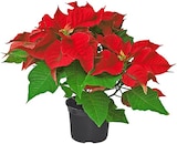 Roter Weihnachtsstern im Angebot bei Penny in Duisburg Roter Weihnachtsstern Angebote bei Penny Duisburg für 2,49 €