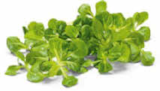 Bio Feldsalat im Angebot bei Netto Marken-Discount in Bochum Bio Feldsalat Angebote von BioBio bei Netto Marken-Discount Bochum für 1,29 €