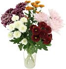Chrysanthemen „Santini Festival“ im Angebot bei Penny in Lüdenscheid Chrysanthemen „Santini Festival“ Angebote bei Penny Lüdenscheid für 2,99 €