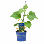 Veredelte Gemüsepflanzen bei Hagebaumarkt im Prospekt "" für 4,99 €