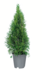 Aktuelles Lebensbaum 'Brabant' Angebot bei toom Baumarkt in Aachen ab 6,99 €