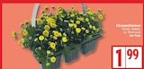 Chrysanthemen für 1,99 € bei EDEKA im Angebot Chrysanthemen im aktuellen EDEKA Prospekt