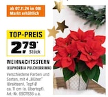 Weihnachtsstern (Euphorbia pulcherrima) Angebote bei OBI Göttingen für 2,79 €