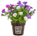Pflanzenvielfalt im Pottburri von Pottburri für 2,99 € bei Kaufland im Angebot Pflanzenvielfalt im Pottburri von Pottburri im aktuellen Kaufland Prospekt