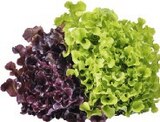 BARQUETTE DE 12 PLANTES DE SALADES EN MELANGE CERTIFIES AB TRUFFAUT JARDIN DURABLE - TRUFFAUT JARDIN DURABLE en promo chez Truffaut BARQUETTE DE 12 PLANTES DE SALADES EN MELANGE CERTIFIES AB TRUFFAUT JARDIN DURABLE - TRUFFAUT JARDIN DURABLE dans le catalogue Truffaut