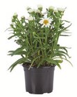 Sommerblüher Stauden Angebote bei Lidl Dortmund für 1,69 €