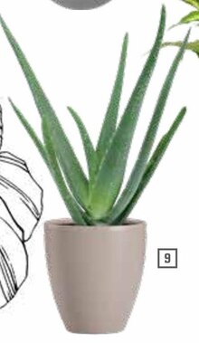 OBI Oelde - Aloe vera Aloe vera Angebot bei OBI Oelde im Prospekt ALLES MACHBAR