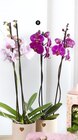 Orchidée 2 tiges - Super U à Perpignan Orchidée 2 tiges en promo chez Super U Perpignan à 11,99 €