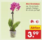 Aktuelles Mini Orchideen Angebot bei Netto Marken-Discount in Frankfurt (Main) ab 3,99 €