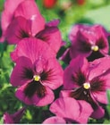 Promo Pensée ou Viola à 1,99 € dans le catalogue Super U à Craon