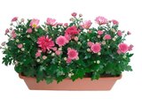 Jardinière de chrysanthèmes - Carrefour Jardinière de chrysanthèmes à 8,99 € dans le catalogue Carrefour