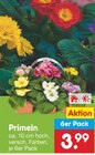 Primeln von  im aktuellen Netto Marken-Discount Prospekt für 3,99 €