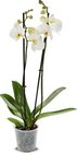 Aktuelles Orchidee Angebot bei Netto Marken-Discount in Jena ab 4,99 €