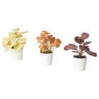 Topfpflanze, künstl/+Topf 3er-Set drinnen/draußen Blätter im IKEA Prospekt Topfpflanze, künstl/+Topf 3er-Set drinnen/draußen Blätter von FEJKA im aktuellen IKEA Prospekt für 3,99 €