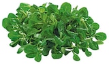 Bio Feldsalat Kl. II im Angebot bei REWE in Hannover Bio Feldsalat Kl. II Angebote von REWE Bio bei REWE Hannover für 1,29 €