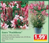 Norma Strasbourg - Promo Gaura 'Prachtkerze' Promo Gaura 'Prachtkerze' à 1,99 € dans le catalogue Norma à Strasbourg