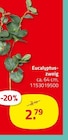 Aktuelles Eucalyptuszweig Angebot bei ROLLER in Hildesheim ab 2,79 €