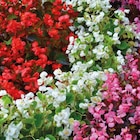 BOTANIC®-Begonia semperflorens - La barquette de 4 plants en promo chez Botanic BOTANIC®-Begonia semperflorens - La barquette de 4 plants dans le catalogue Botanic