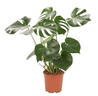 Monstera dans le catalogue Carrefour