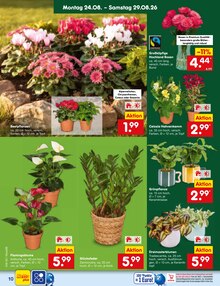 Blumen im aktuellen Netto Marken-Discount Prospekt (Pforzheim) Blumen im Netto Marken-Discount Prospekt "Aktuelle Angebote" mit 68 Seiten (Pforzheim)