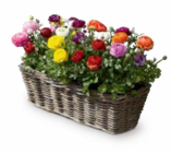 Ranunkel im aktuellen OBI Prospekt für 2,49 €