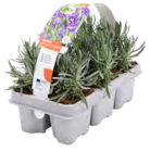Lavendel 'Hidcote' von Grow by OBI im aktuellen OBI Prospekt für 6,99 €