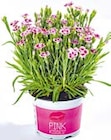 Prinzess-Nelke Dianthus ‚Pink Kisses‘ im Hellweg Prospekt Prinzess-Nelke Dianthus ‚Pink Kisses‘ im aktuellen Hellweg Prospekt für 3,59 €