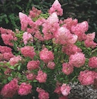Ma Jardinerie Illzach - Promo Hortensia Framboisine Promo Hortensia Framboisine à 7,99 € dans le catalogue Ma Jardinerie à Illzach