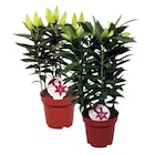 Lys à fleurs doubles - Carrefour à Paris Lys à fleurs doubles en promo chez Carrefour Paris à 9,99 €
