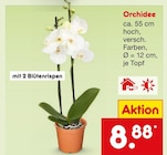 Orchidee Angebote bei Netto Marken-Discount Erlangen für 8,88 €