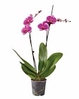 Orchidée 2 tiges - Lidl à Mérignac Orchidée 2 tiges en promo chez Lidl Mérignac à 7,99 €