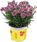 Nelke (Dianthus 'Lucky Lips') im aktuellen Globus-Baumarkt Prospekt