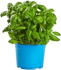 Bio Basilikum Angebote von REWE Bio bei REWE Niederkassel für 1,59 €