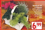 Spankorb mit 4 Pflanzen für 6,99 € bei EDEKA im Angebot Spankorb mit 4 Pflanzen im aktuellen EDEKA Prospekt