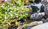 Teichfigur 'Frosch' im aktuellen Hornbach Prospekt